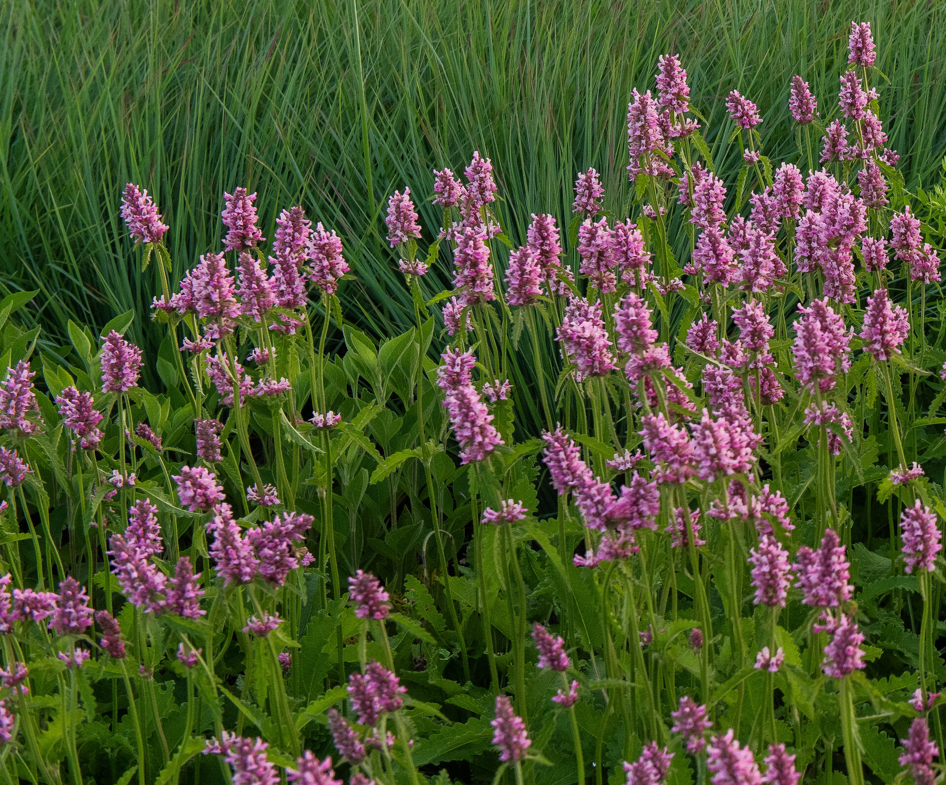 Stachys officinalis 'Rosea'